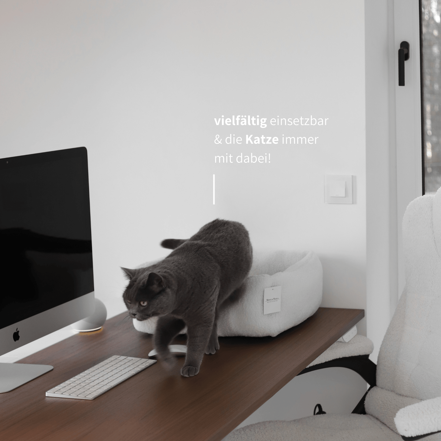 Vielfältig einsetzbares Körbchen auf einem Schreibtisch während eine graue Katze gerade am aufstehen ist