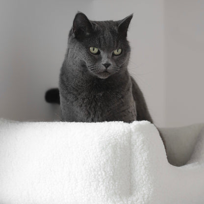 Graue Katze sitzt im Körbchen Teddy aus weißem Teddystoff mit dicker Polsterung