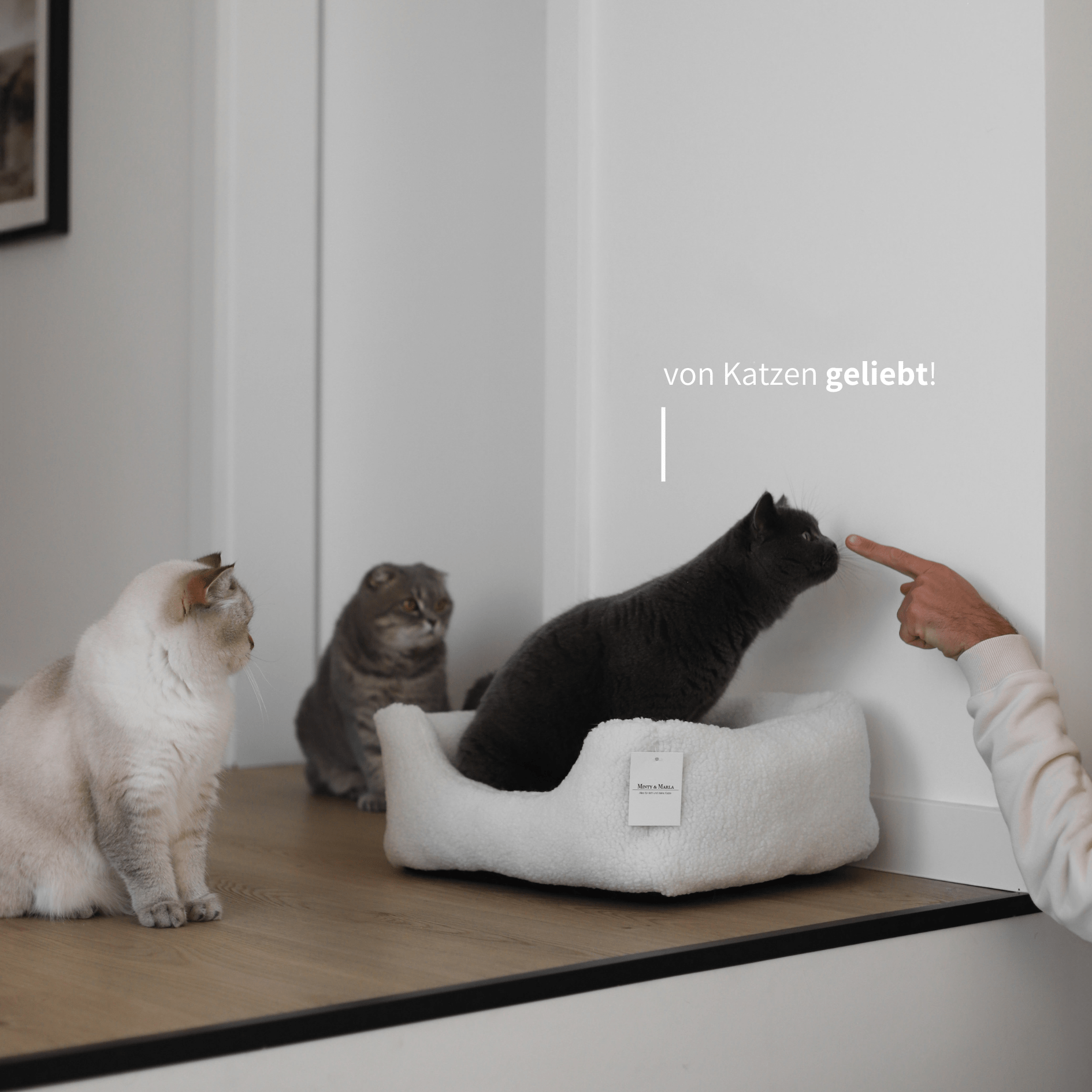 Körbchen für Katzen vor weißer Wand mit drei Katzen, die den Schlafplatz lieben