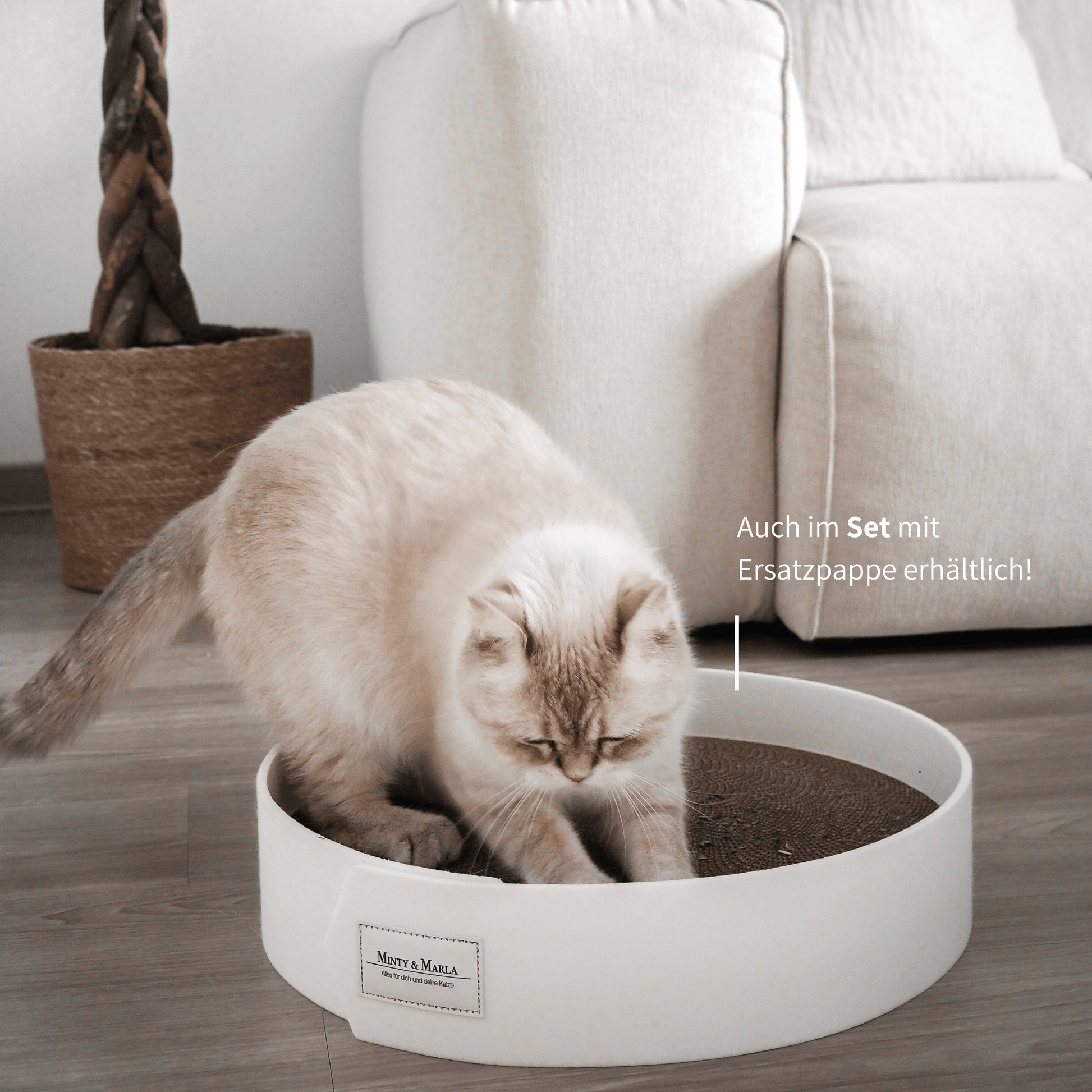 Katze kratzt an schöner Kratzpappe für Katzen