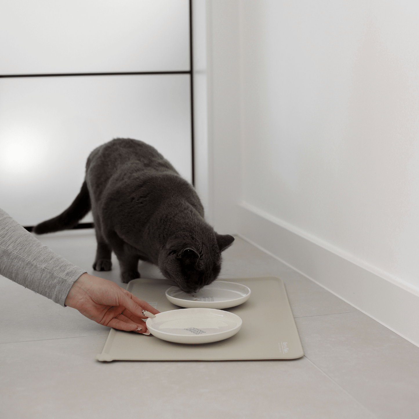 flacher Napf aus Keramik für Katzen schönes Futterzubehör