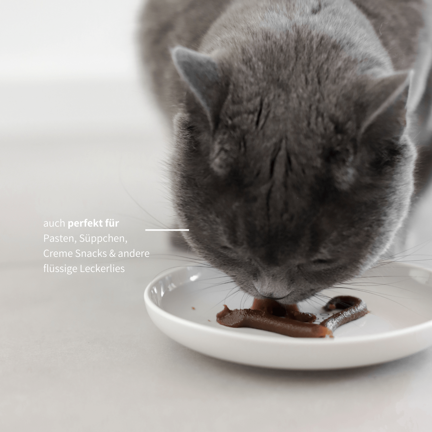 Napfteller flacher Napf aus Keramik für Katzenfutter Katzen