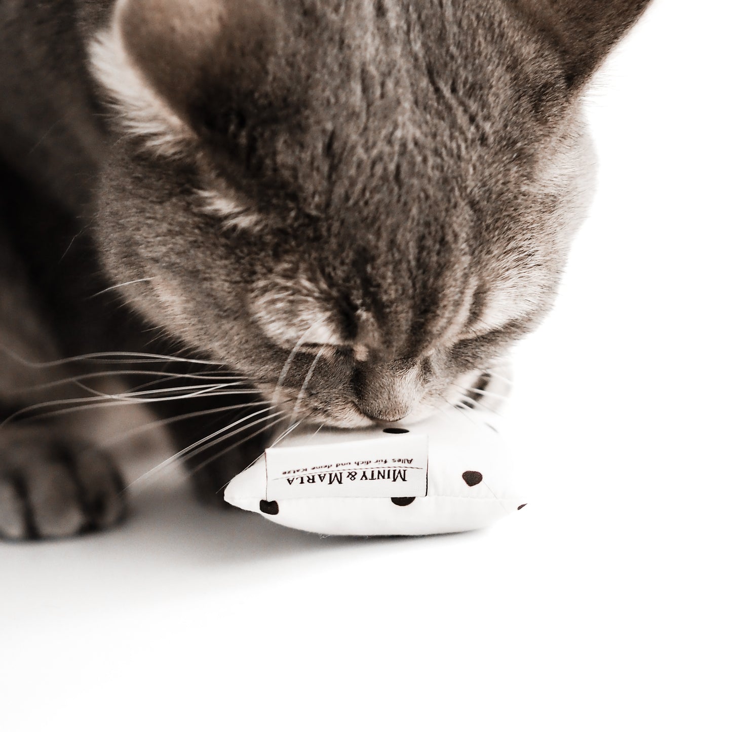 Eine britisch Kurzhaar Katze in grau getigert wird frontal gezeigt wie sie an einem Kissen mit Katzenminze in der Farbe weiß mit schwarzen Punkten riecht.