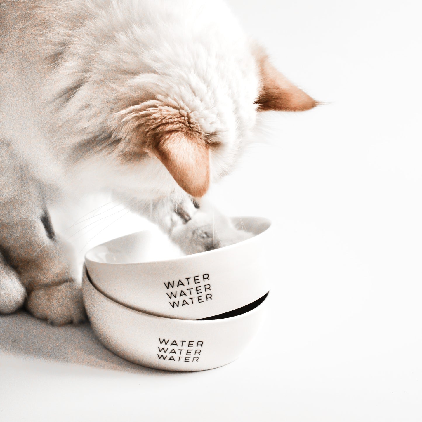 Eine Katze mit langem Fell steckt ihre Pfote in zwei ineinander gestapelten weißen Keramiknäpfen mit dem Aufdruck "water water water".