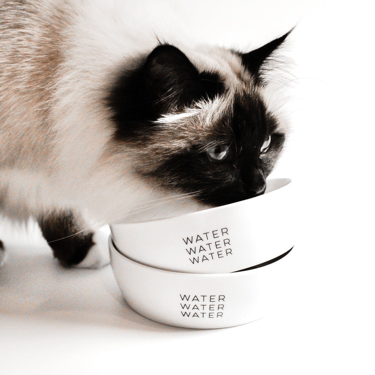 Eine Katze mit langem Fell leckt an zwei ineinander gestapelten weißen Keramiknäpfen mit dem Aufdruck "water water water".