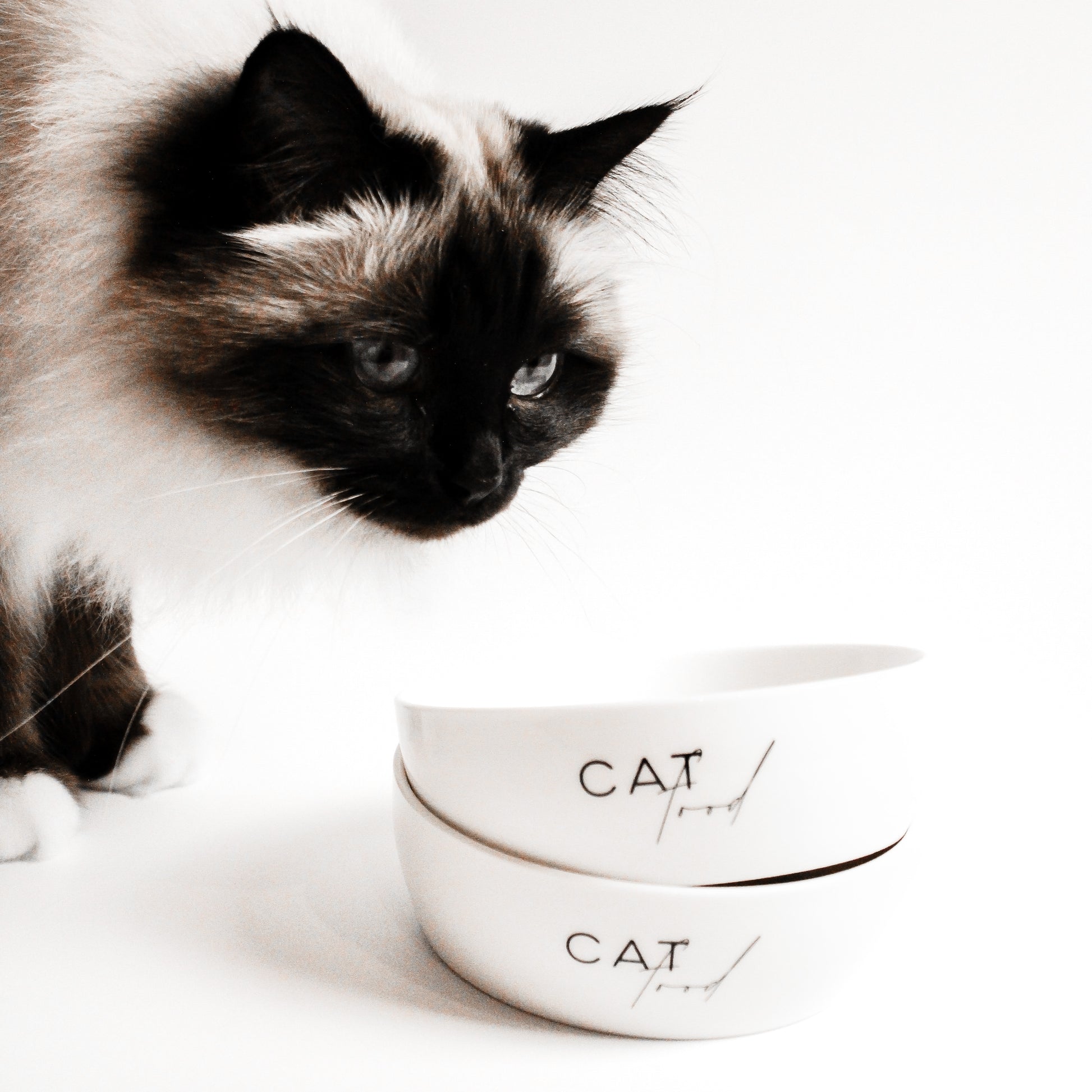 Eine langhaarige Katze steht hinter zwei weißen Näpfen für Katzen aus Keramik.